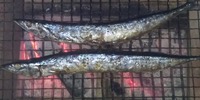 宮城のサンマ