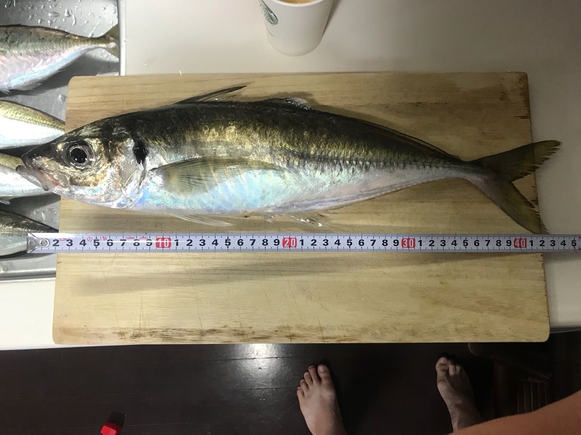 19年七夕 鬼アジ釣り Yasuzzzのアウトドア日和です