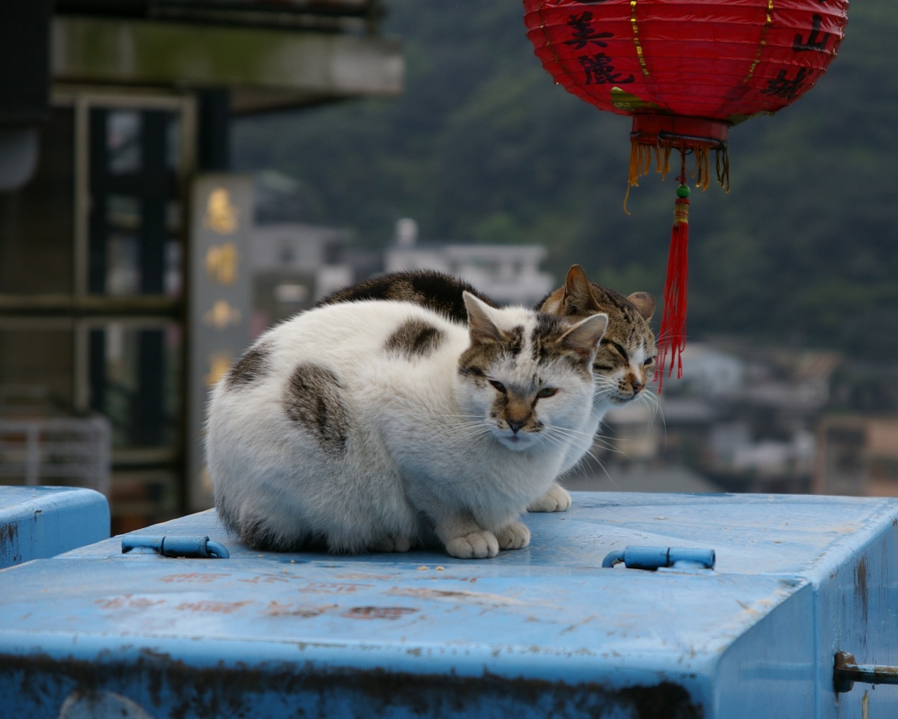 今月の壁紙 台湾編 やた管ブログ