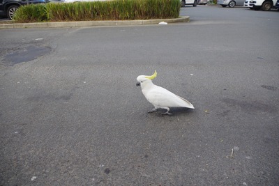 ���Х���