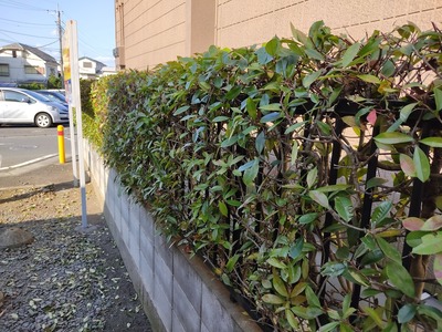 生け垣アフター
