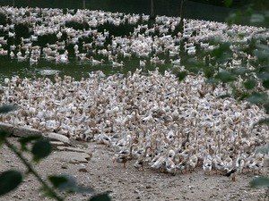 アヒルうじゃうじゃ(1024x768)