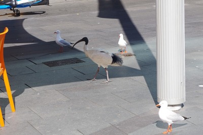 ���󥫥��ˤޤ���ӥ������