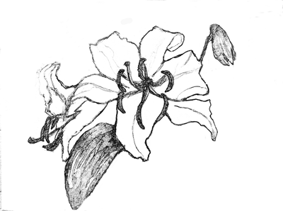 ユリ(トレース中)