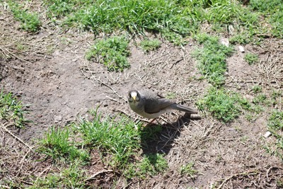 �Υ������ޥ��ʡ�