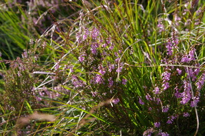 �ҡ�����heath��