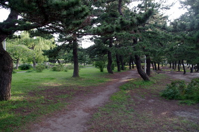 合浦公園の松並木