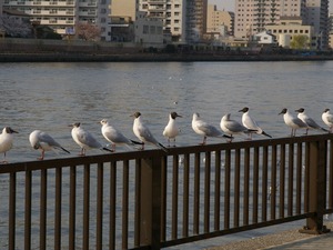 ��ꥫ���(1024x768)