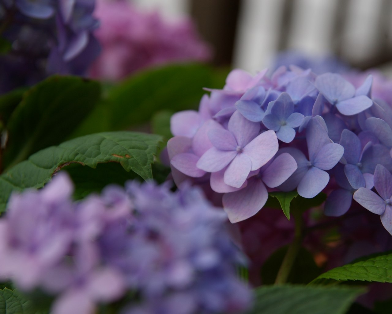 今月の壁紙 紫陽花 やた管ブログ