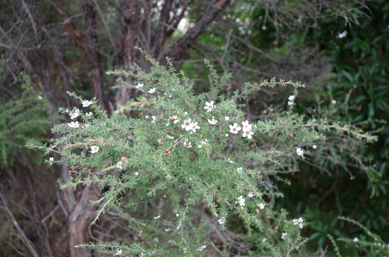 シルバーファーンとかいろいろ やた管ブログ