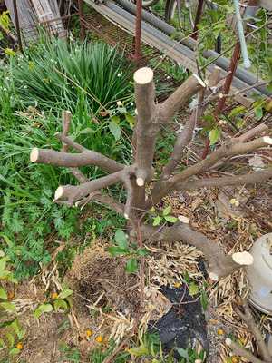 �ޤ���Ȥ������󥫥�