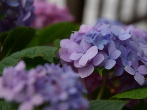 ���۲֡�1024x768��