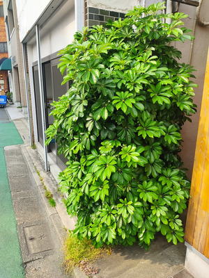 カポックビフォー
