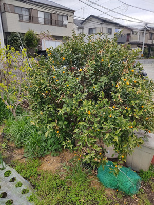 ���ꤷ���Υ��󥫥�