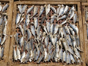 干物アップ(1024x768)