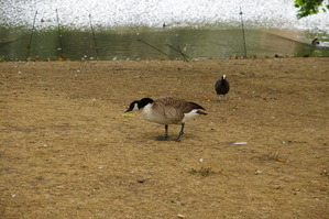 ガチョウとオオバン