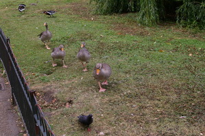 ハトに襲い掛からんとするガン