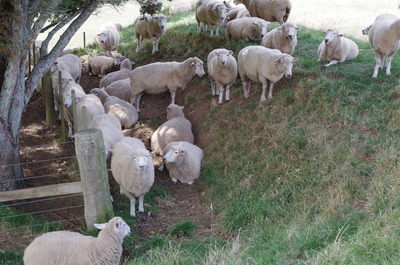 羊いっぱい