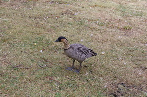 よくわからないガン