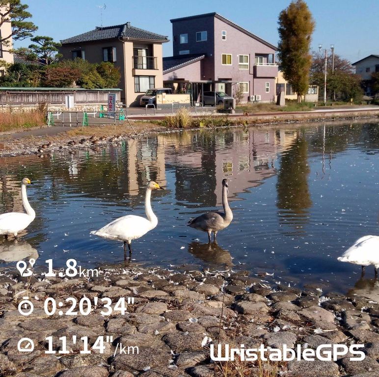 白鳥をみながら瓢湖ランニング 徒然なるランニングのblog