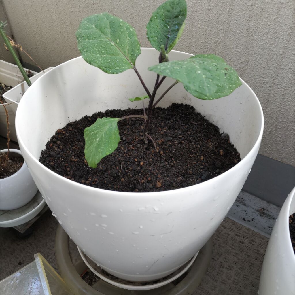 知識 経験ゼロからの家庭菜園 Day012 プランター栽培 徒然なるランニングのblog