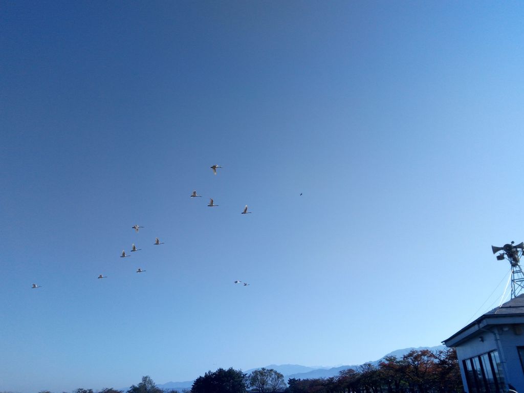 白鳥をみながら瓢湖ランニング 徒然なるランニングのblog