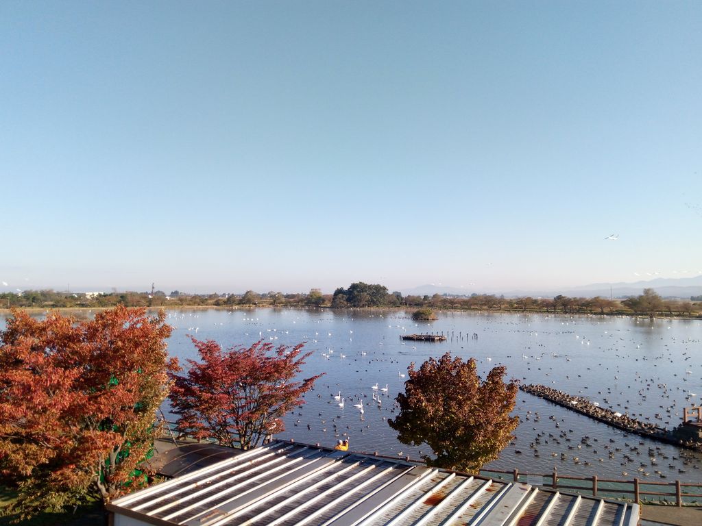 白鳥をみながら瓢湖ランニング 徒然なるランニングのblog