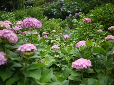 下田公園のアジサイ群生