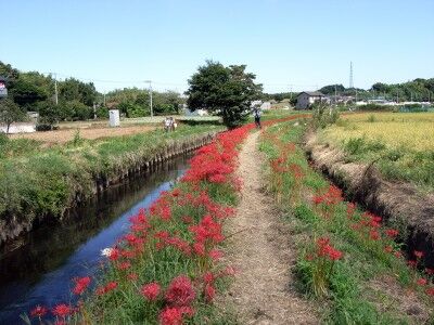 小出川　彼岸花