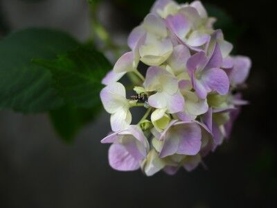 下田公園のアジサイとハエトリグモ