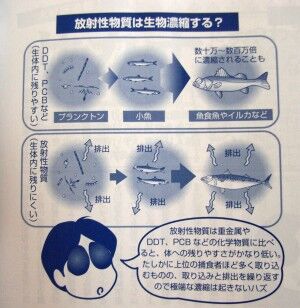 放射性物質の生物濃縮は起こりにくい