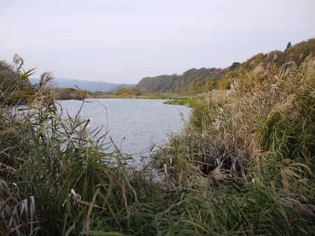 相模川某所