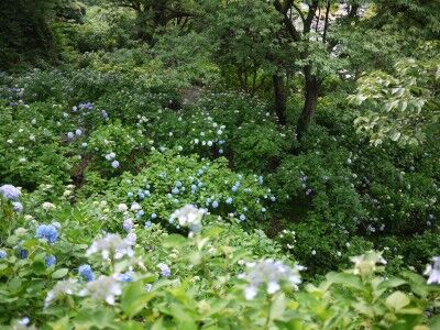 下田公園のアジサイ群生