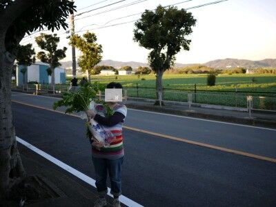 三浦大根とわたし