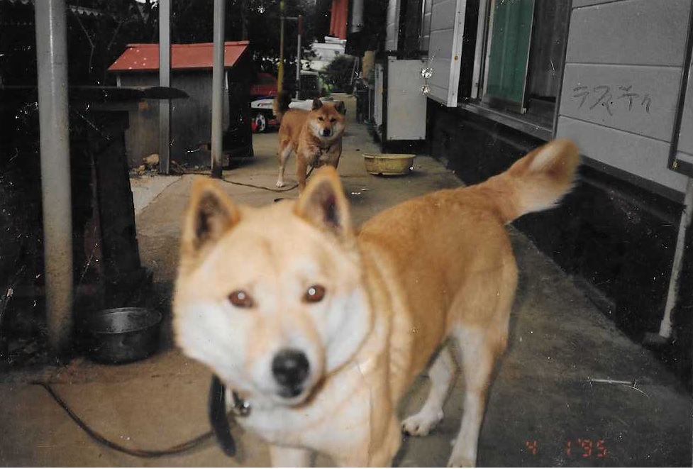 おもしろ犬　柴犬
