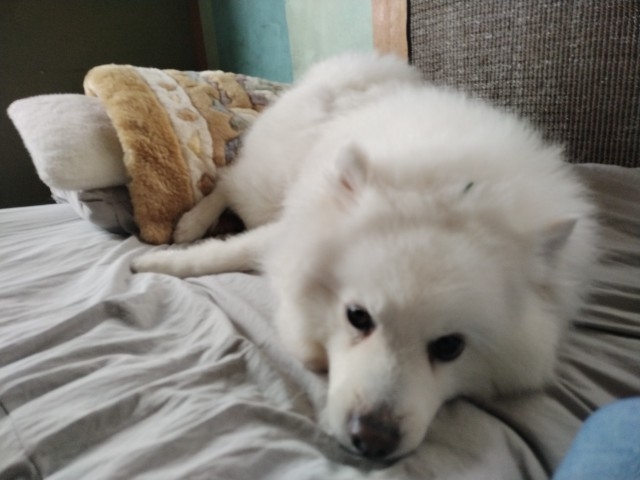 おもしろ犬　日本スピッツ