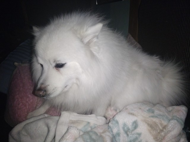 おもしろ犬　日本スピッツ