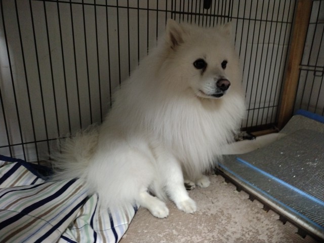 おもしろ犬　日本スピッツ