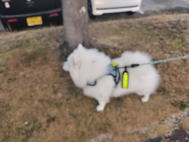 おもしろ犬　日本スピッツ