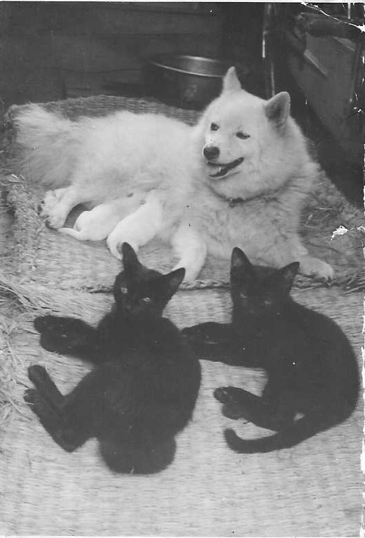 おもしろ猫の犬