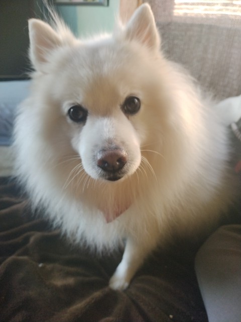 おもしろ犬　日本スピッツ