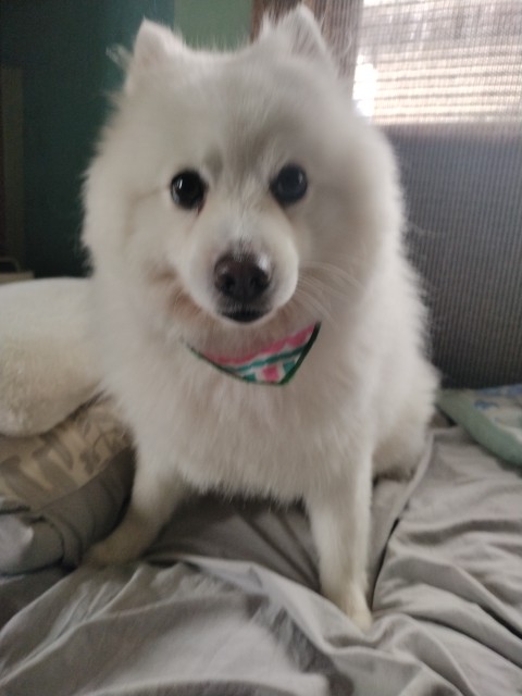 おもしろ犬　日本スピッツ