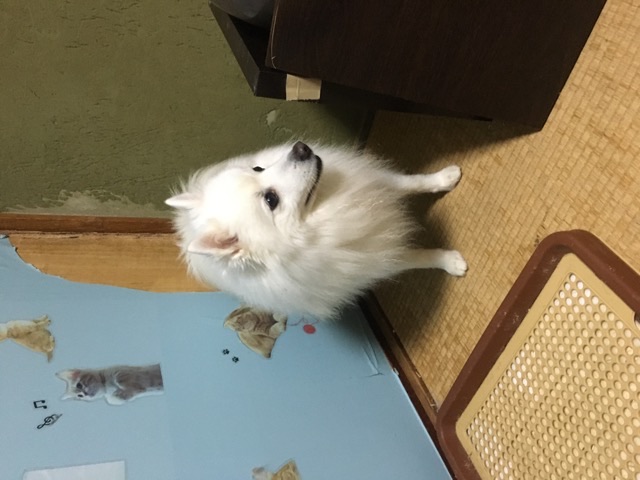 日本スピッツ　おもしろ犬