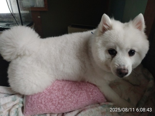 おもしろ犬　日本スピッツ