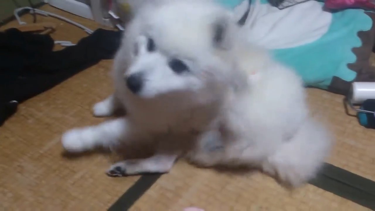 おもしろ犬　日本スピッツ