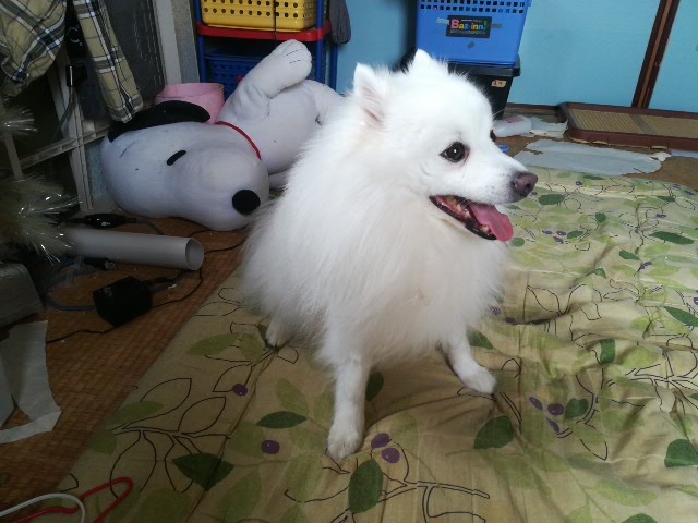 おもしろ犬　日本スピッツ