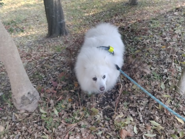おもしろ犬　日本スピッツ