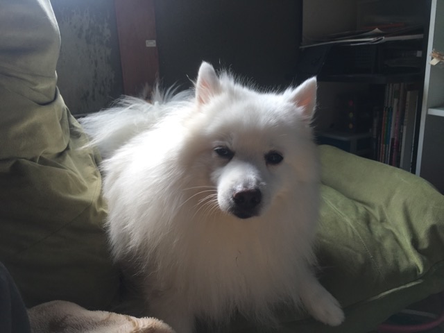 おもしろ犬 - 日本スピッツ