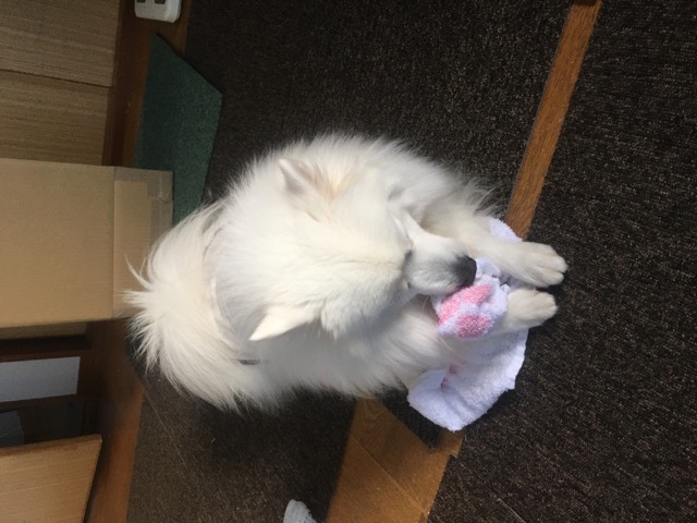 おもしろ犬　日本スピッツ