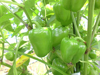 �����������ԡ��ޥ�